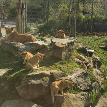 The Royal Family of the Herberstein Wildlife Park (c) Stessl