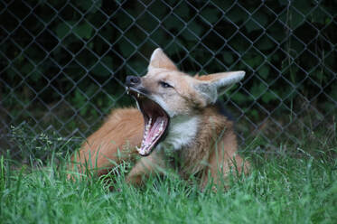 Maned Wolf at Herberstein Wildlife Park