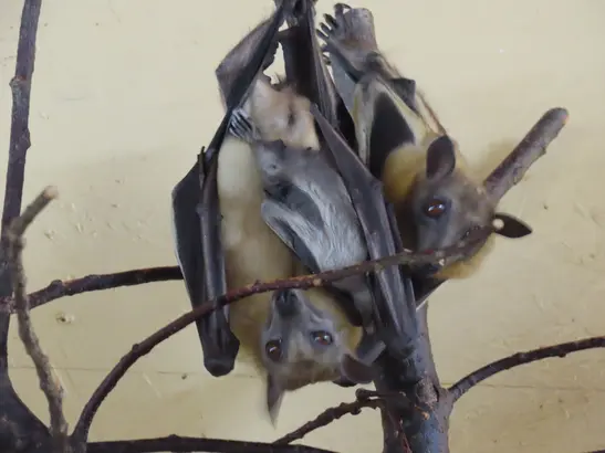 The Young of the Palm Fruit Bats