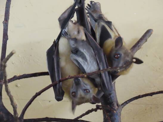 Palm Flying Fox Baby at Herberstein Wildlife Park