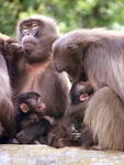 Dschelada's Youngsters