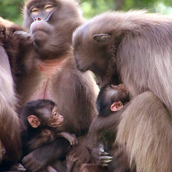 Gelada Young