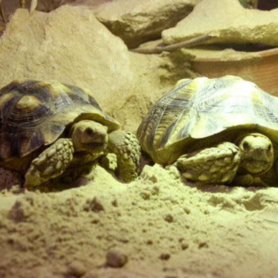 Spurred Tortoise in Styria