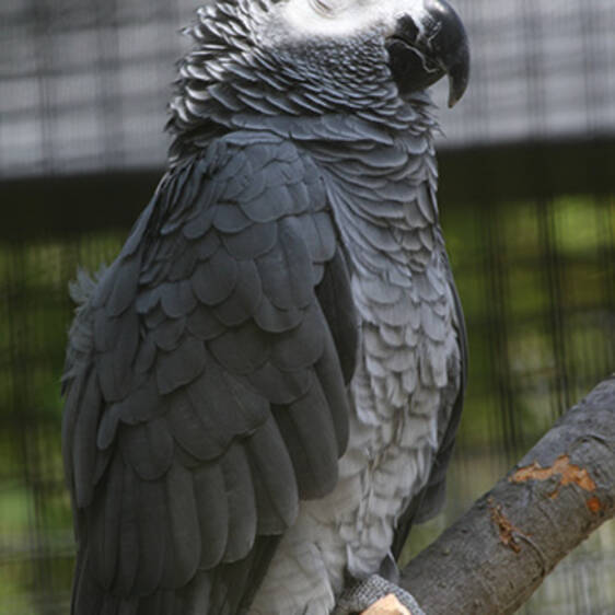 African Grey Parrot