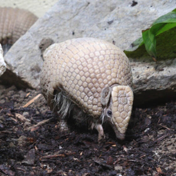 Ball-tailed armadillo in Styria