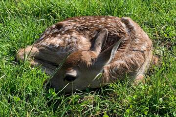 Baby Animals in Styria
