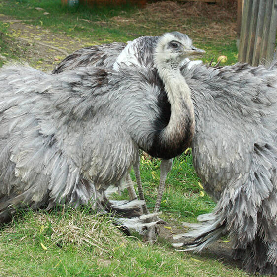 Nandu at the zoo in Styria