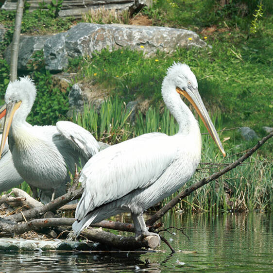 Crested Pelican