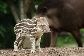 Tapir at Herberstein Wildlife Park
