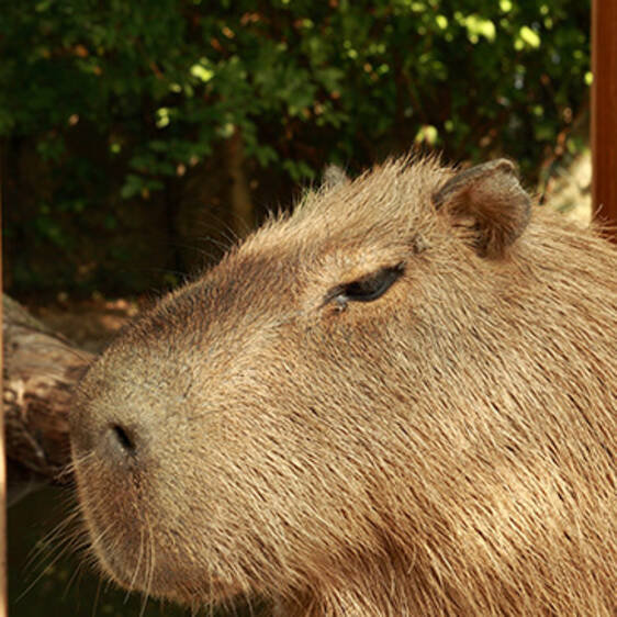 Capybaras in Styria