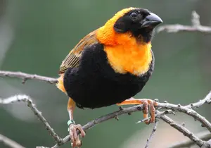 Oryx Weaver