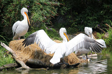 Pelicans in the water at Herberstein Wildlife Park