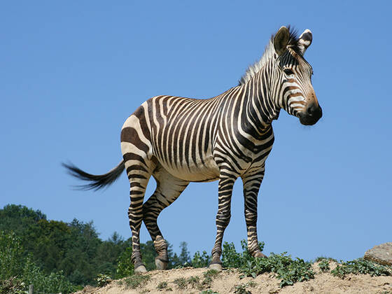 Mountain Zebra at Herberstein Wildlife Park