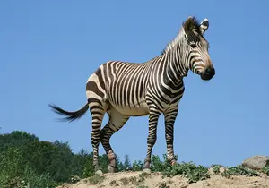 Zebra at the zoo in Styria