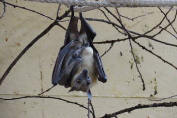 Baby Animals in Styria