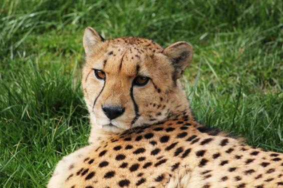 Cheetah at Herberstein Wildlife Park