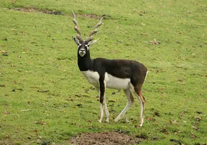 Deer Goat Antelope