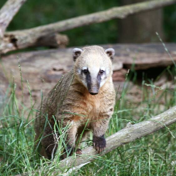 South American coati