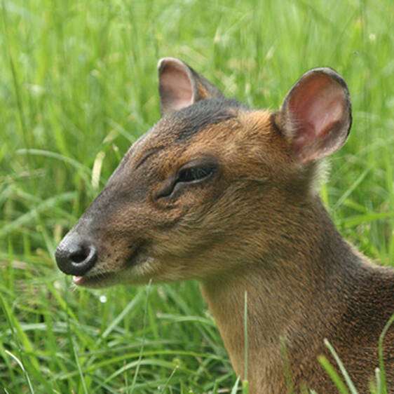 Chinese Muntjac
