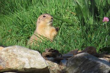 Baby Animals in Styria