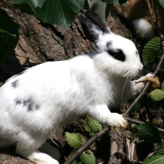 Pet rabbits at the petting zoo