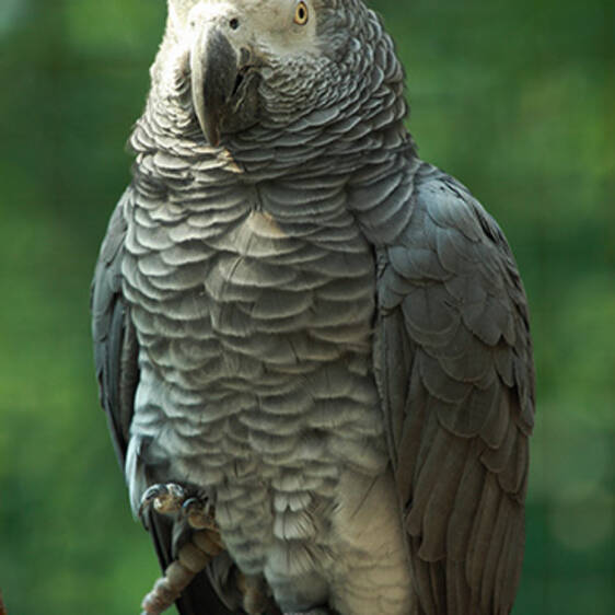 African Grey Parrot