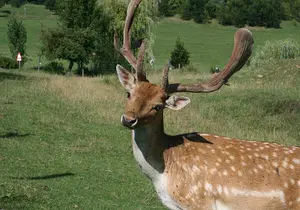 Fallow deer