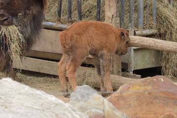 Baby Animals in Styria