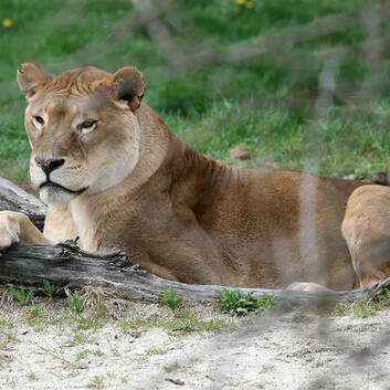 Herberstein Wildlife Park Mourns the Loss of Its Lion, Brutus