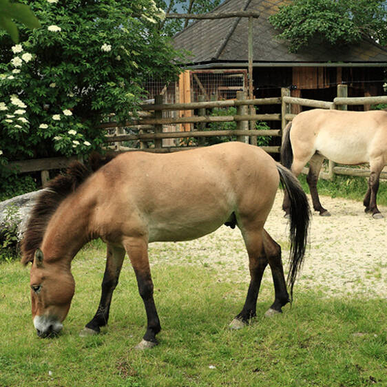 Przewalski's Wild Horse