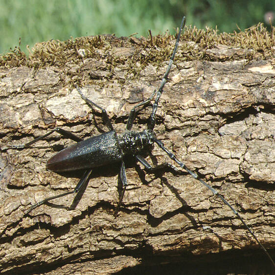 Cerambyx cerdo at Tierwelt Herberstein