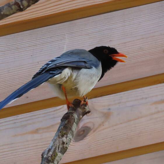 Red-billed Bunting at Herberstein Wildlife Park