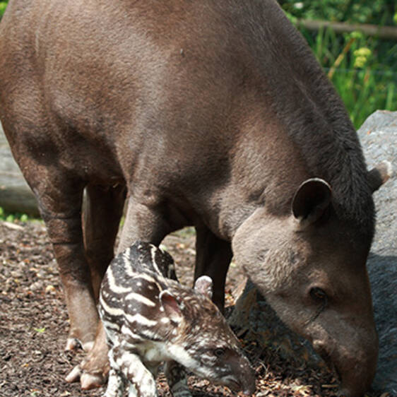 Lowland Tapir in Styria