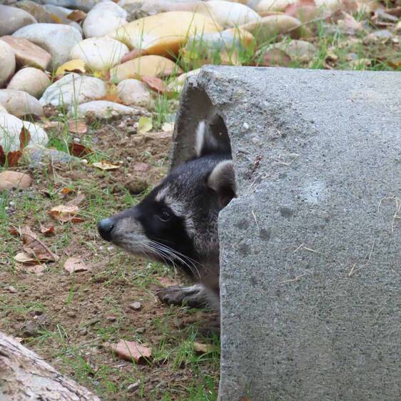 A raccoon is hiding in a den at Tierwelt Herberstein.