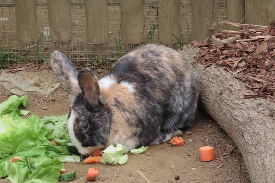 Rabbits at the petting zoo in Styria