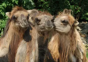 Camel