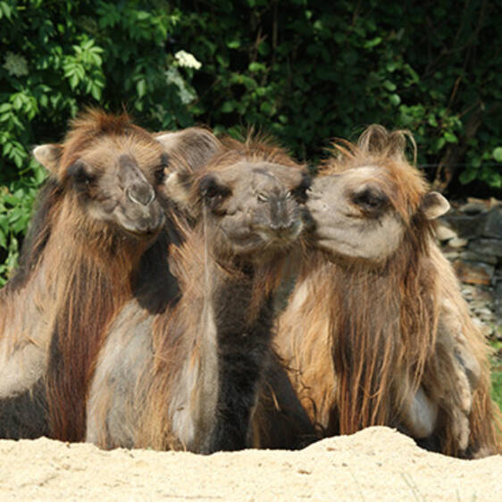 Camel