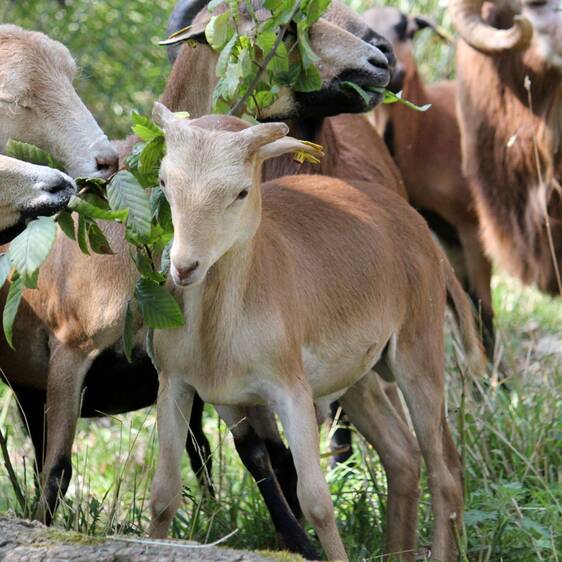 Cameroon sheep at the petting zoo