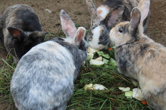 Rodents at the petting zoo in Tierwelt Herberstein