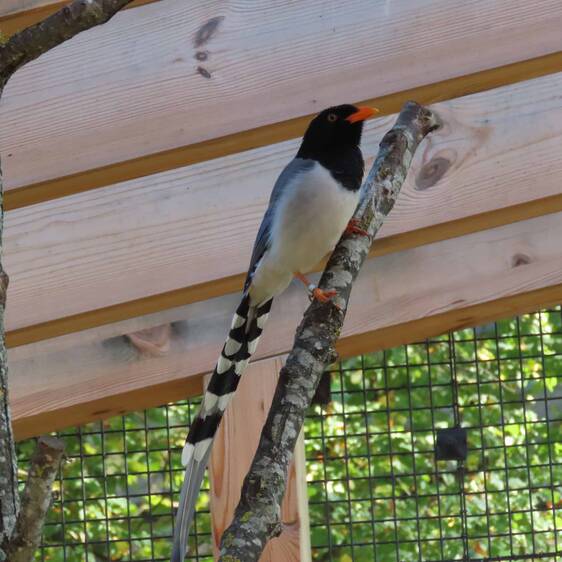 Red-billed Bunting at Herberstein Wildlife Park