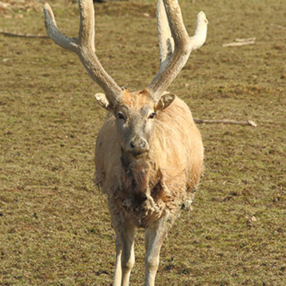 David's Deer