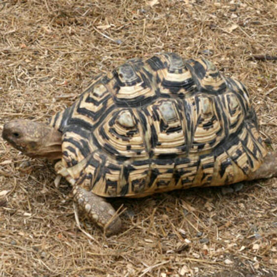 Leopard Tortoise in Styria
