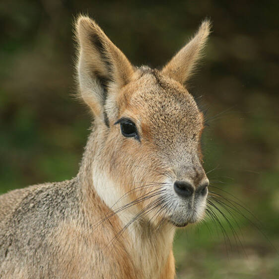 Mara at the Zoo in Styria