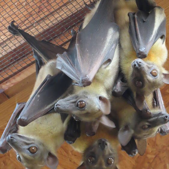 Palm Flying Fox at Herberstein Wildlife Park