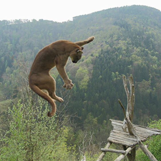 Puma at the Wildlife Park in Styria