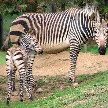 Zebra foal "Zora" with her mom "Okawanga"