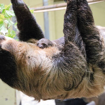 Speedy, the sloth mom, with her baby