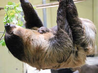 Speedy, the sloth mom, with her baby