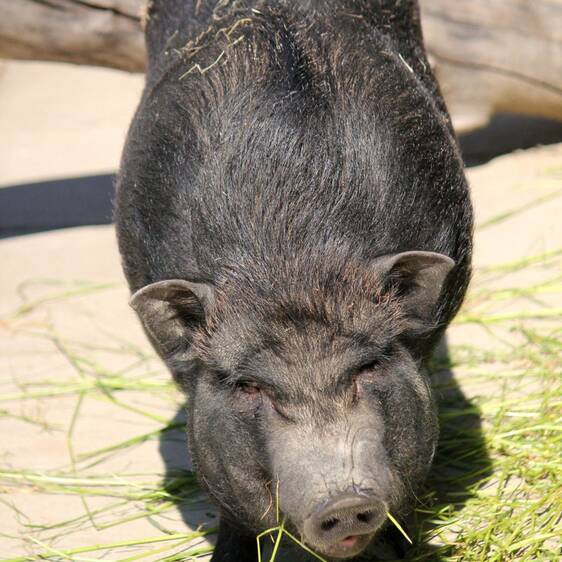 Mini pig at the petting zoo