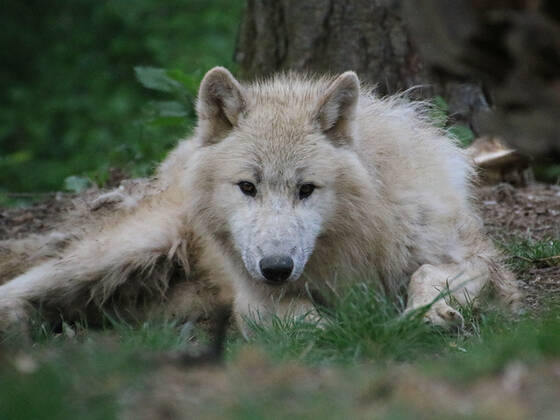 Hudson Bay Wolf
